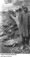 Dogon: Tartaruga patriarcale
