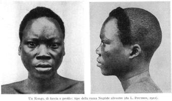 Kongo: tipo negride silvestre