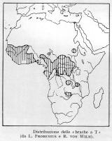 Distribuzione delle brache a T